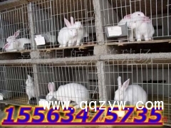 肉兔獭兔养殖场畜牧局直属养殖基地