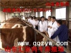 山东鲁西黄牛养殖场常年销售鲁西黄牛牛犊图1