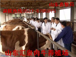 山东鲁西黄牛养殖场常年销售鲁西黄牛牛犊