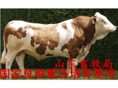 300斤左右的牛犊能饲养吗图1