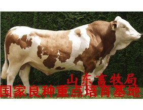 300斤左右的牛犊能饲养吗