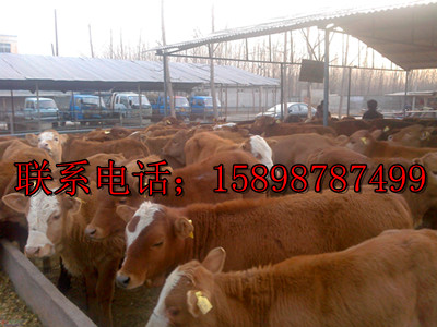15898787499王长兴常年供应肉牛犊,西门塔尔牛犊等等