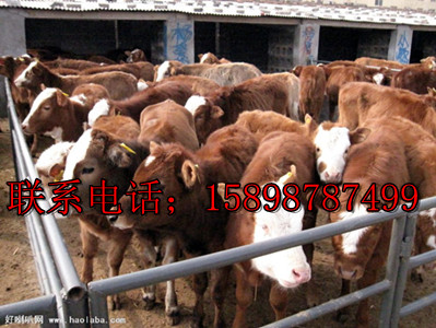 肉牛加工_肉牛养殖_肉牛犊出售尽在山东养牛基地
