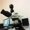 关于显微镜下查找真菌的探讨