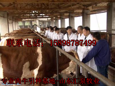 肉牛养殖_牛舍建设_牛舍建设样,山东养牛场欢迎你