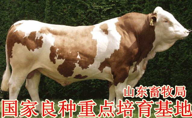 山东省济宁市汇泉养殖场常年供应肉牛,肉牛犊,鲁西黄牛
