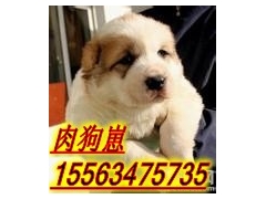 全国大型肉食狗繁育基地肉狗苗销售图1