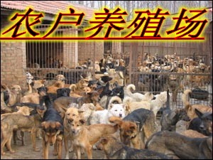 山东香猪养殖基地香猪饲料养殖技术