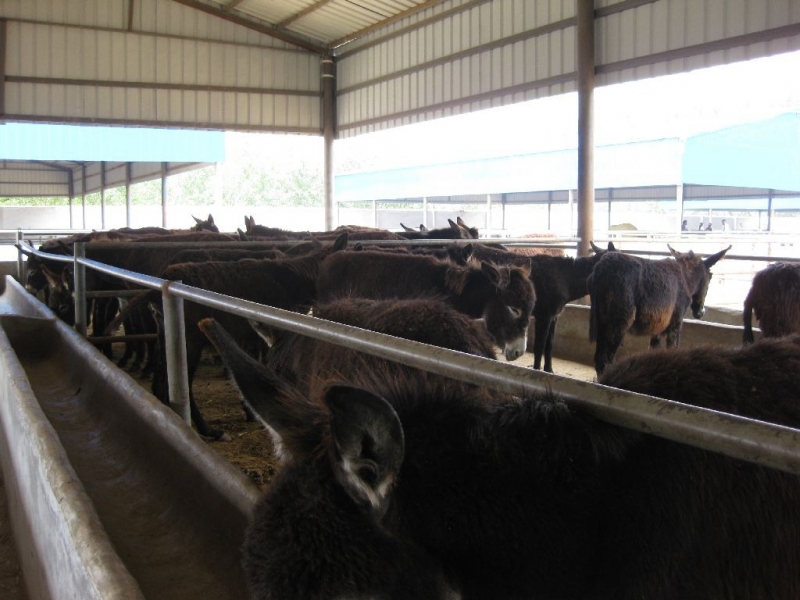肉驴养殖技术德州驴哪里有卖的山东省济宁汇泉养殖场
