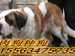 那里有肉食狗屠宰狗养殖场肉狗苗销售基地图1
