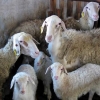 蚌埠湖羊养殖基地13852091918