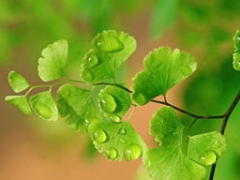 重庆银杏苗圃价格,四川攀枝花银杏批发处理图1