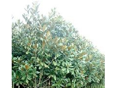 广玉兰价格,南京广玉兰价格,广玉兰价格信息报价图1
