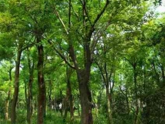 南京杜英价格,15公分杜英价格,18公分杜英价格咨询图1