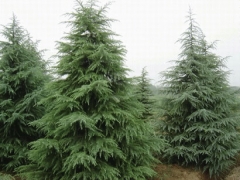 南京雪松价格,广玉兰价格,蜀桧价格,红叶石楠价格图1
