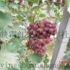 供应便宜英明系列葡萄苗