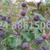 辽宁大量多年生绿化海棠树