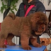 出售藏獒犬北京市内免费送货