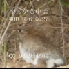 农村野兔养殖技术视频