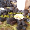 中国中华黑豚养殖技术网