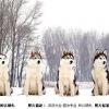 供应北京阿拉斯加价格、阿拉斯加雪橇犬、爱斯基摩犬好养吗