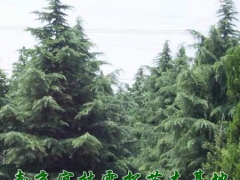 3米雪松价格,4米雪松价格,5米雪松价格,6米雪松价格图1