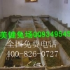 中华黑豚养殖视频