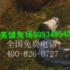 中华黑豚多少钱一只