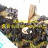 豚鼠繁殖饲养方法