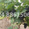沈阳万村农业专业批发各种有机管理光辉葡萄苗