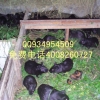 CCTV介绍浙江中华黑豚鼠养殖基地