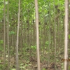 楸树小苗,豫楸一号