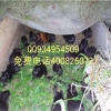 福建省推广中华黑豚鼠养殖促进农民增收