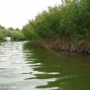 哪里有做河道绿化,价格多少?