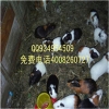 重庆贵州大规模最中华黑豚鼠养殖场