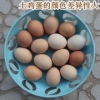 东莞哪里有做土鸡蛋,价格多少?