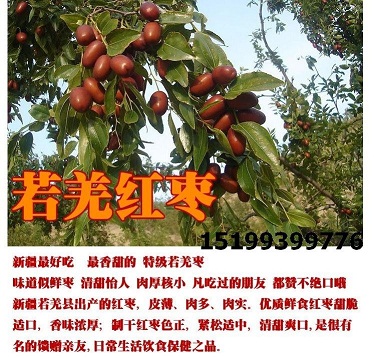 批发新疆红枣