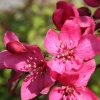 1cm-4cm的开心果海棠哪里有临沂河东欣鑫苗木场