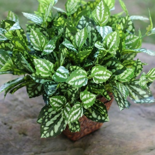 仿真植物厂家小7头白绿叶 植物墙配材 园林装饰 布景花材