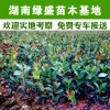 高产嫁接油茶苗,湖南绿盛油茶苗专供