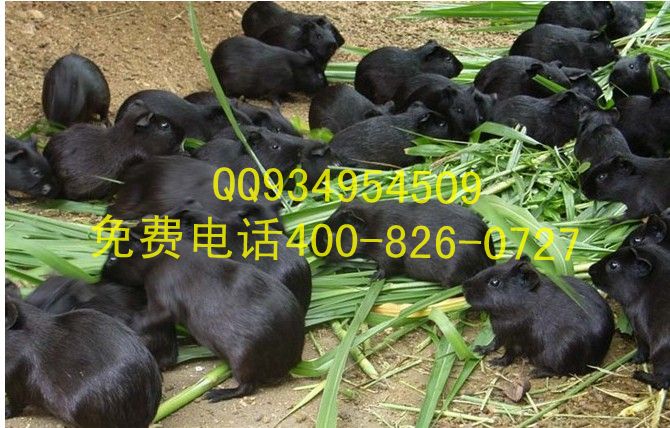 中华黑豚鼠特种经济动物养殖基地