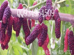 产地直销果桑苗种植基地技术果桑苗批发价格图1