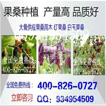 果桑苗基地果桑桑葚苗种植优良品种