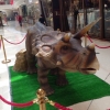 上海哪里有做侏罗纪恐龙,价格多少?