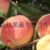 青岛威海烟台永莲桃树苗公司推荐青州映霜红果蔬合作