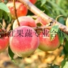 济南济宁日照菏泽哪里的永莲桃树苗价格便宜？