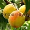 临沂泰安菏泽哪里有做永莲桃树苗,价格多少?