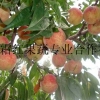 山东永莲桃树苗厂家青州映霜红果蔬合作最专业