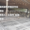 桂州麻鸭养殖合作社常年大量批发提供麻鸭苗