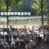 麻鸭批发桂州麻鸭养殖合作社常年大量提供15262056226